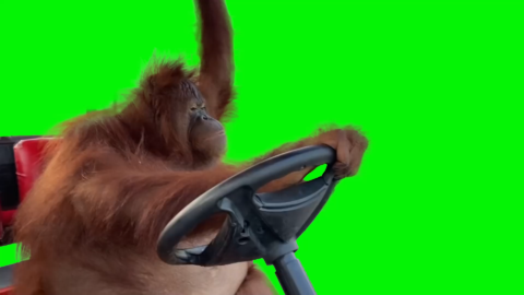 Orangutan Driving free green screen meme