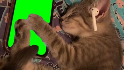 Cat Listening to Music free green screen meme