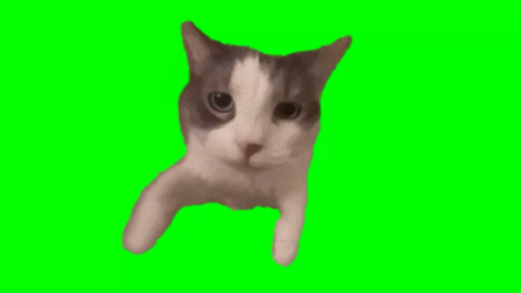 Cat Kissing Camera free green screen meme