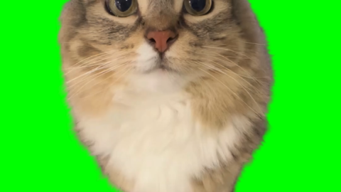 Cat Making Engine Sound free green screen meme