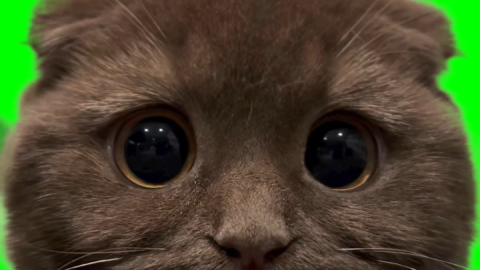 Cat Sad Eyes free green screen meme