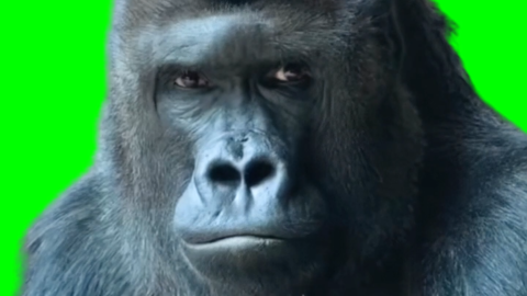 Confused Gorilla free green screen meme