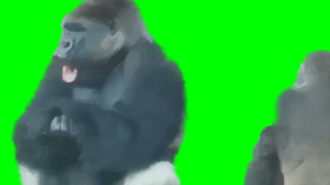 Baby Gorilla calming down free green screen meme an Adult Gorilla who's going crazy