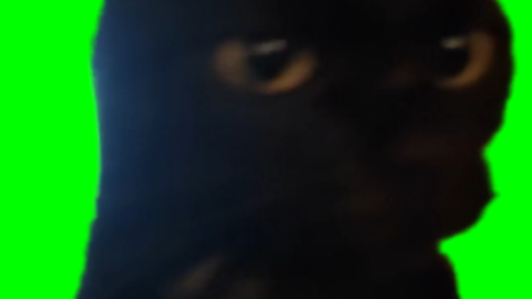 Black Cat staring free green screen meme
