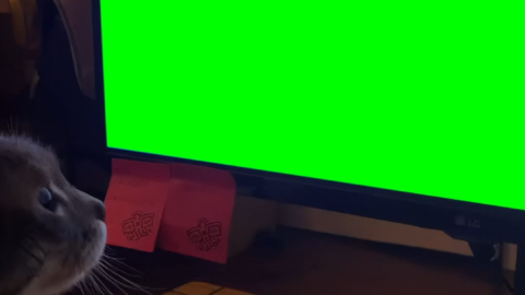Cat Touching the Computer Monitor free green screen meme