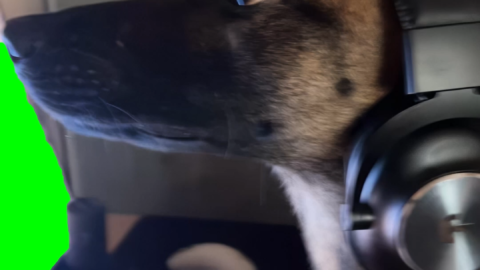 Dog Wearing Headphones and Playing CS2 free green screen meme