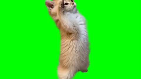 Cute Kitten Saluting free green screen meme