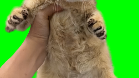 Running Cat meme - Tole Tole Cat free green screen meme