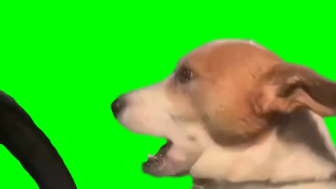 Dog Driving Car free green screen meme