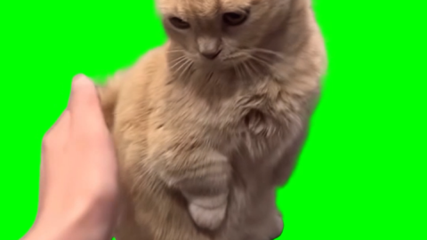 Cat getting poked free green screen meme