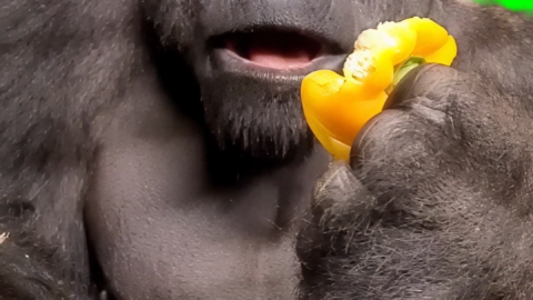 Gorilla eating reaction free green screen meme
