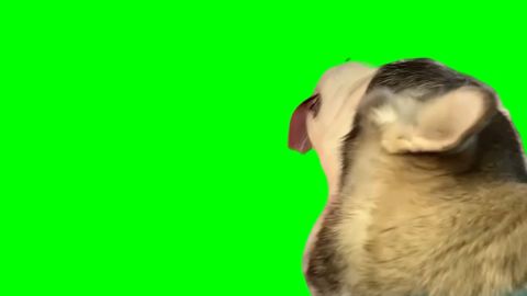 Husky Dog Licking free green screen meme