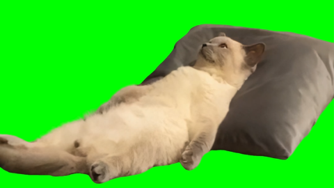 Cat Lying Down and Thinking free green screen meme