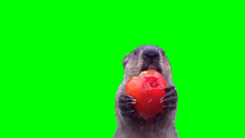 Groundhog Eating Stolen Crops Free green screen meme
