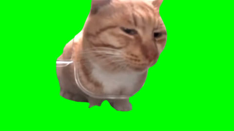 Cat Side Eye free green screen meme
