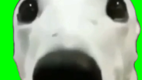White Dog Shivering free green screen meme