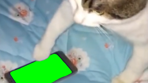 Cat Angry At Phone free green screen meme