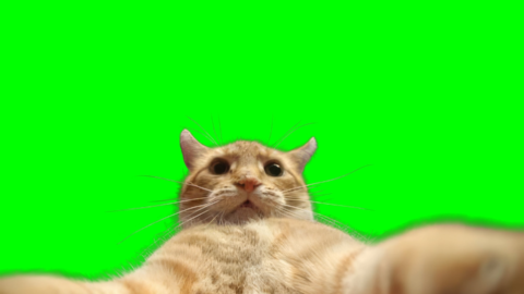 Cat taking a selfie free green screen meme