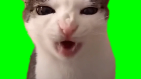 Cat Crunching free green screen meme