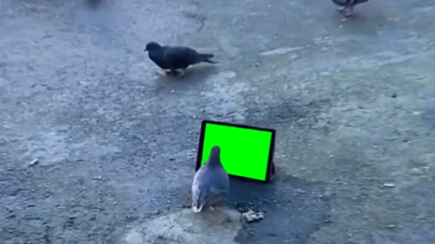 Pigeon Staring free green screen meme