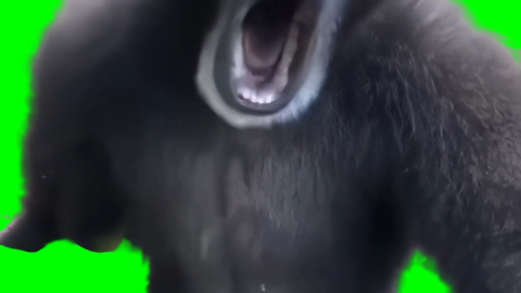 Gibbon Monkey screaming free green screen meme