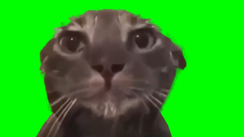 Cat Taking a Shower free green screen meme