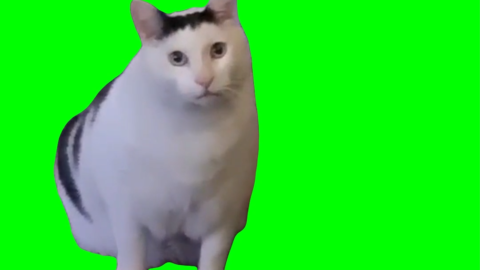 Huh? Cat free green screen meme
