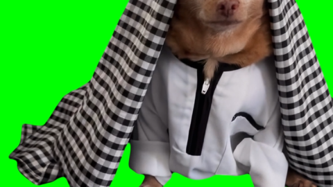 Arab Dog free green screen meme