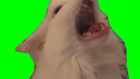 Thurston The Cat free green screen meme