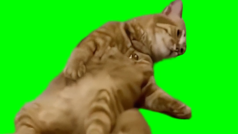 Tired Cat free green screen meme