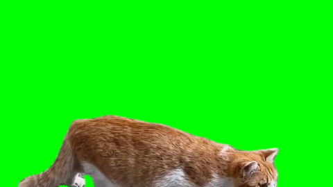 Two Cats being Frozen free green screen meme