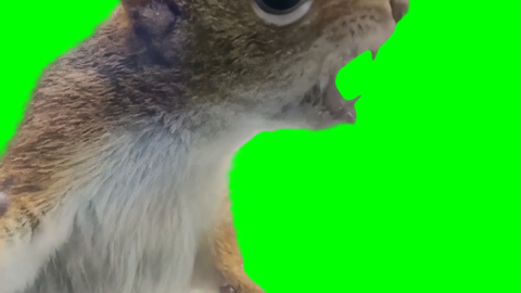 Squirrel roaring free green screen meme