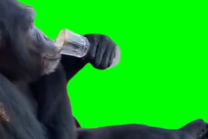 Monkey Vibin free green screen meme