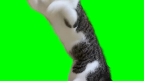 Cat boxing free green screen meme
