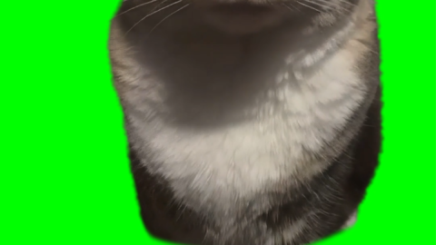 Cat Staring free green screen meme