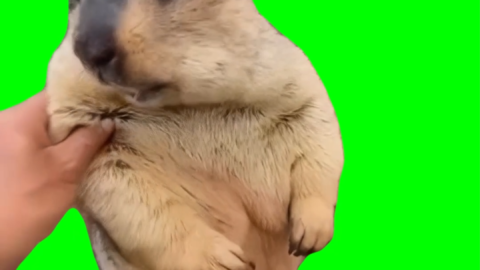 Marmot doesn't like getting touched free green screen meme