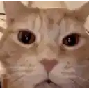 cat laugh meme