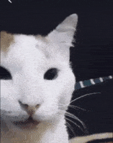 laugh cat meme