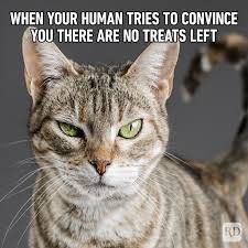 cat humor meme