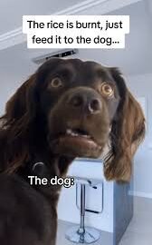 Funny meme dog images