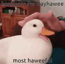 duck memes