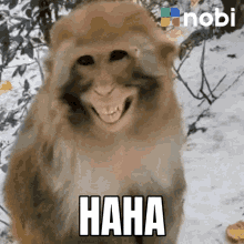 haha memes