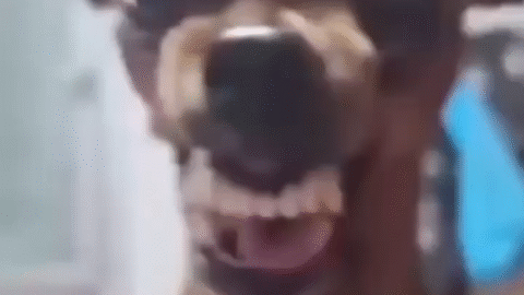Funny meme dog
