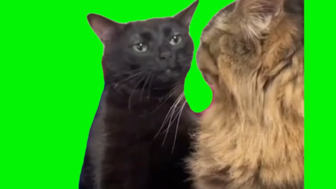 Angry meme cat