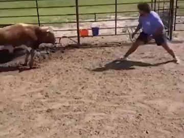 Animal funny videos download