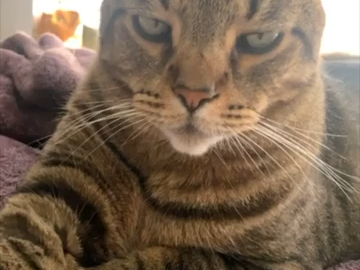 Cat face meme