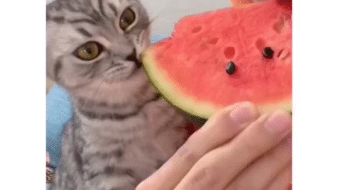 Cat memes download