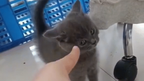 Funny meme cat