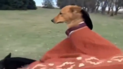 Dog riding horse meme
