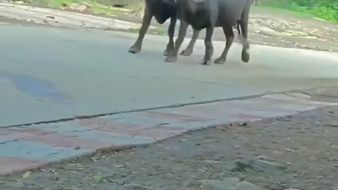Funny meme animal